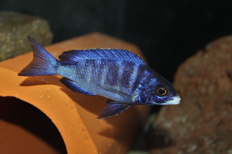 Placidochromis phenochilus 'Mdoka Reef'